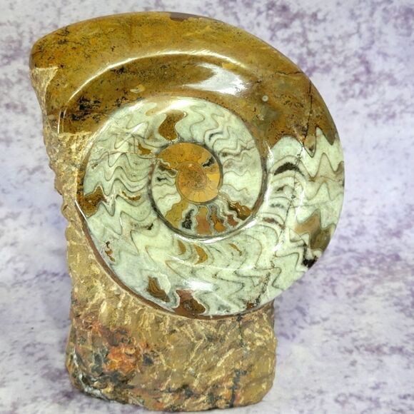 Ammonite & Goniatte Free Standing - Picture 1 of 9